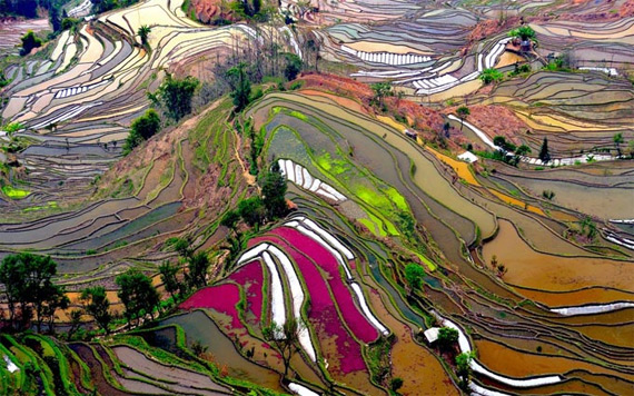 Рисовые террасы в провинции Юньнань, Китай